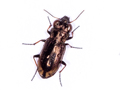 Notiophilus biguttatus